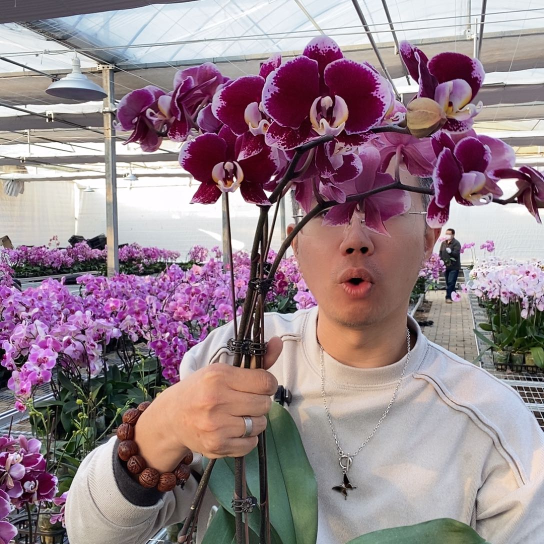 完全开放黑桃A3.0寸杯微瑕1颗