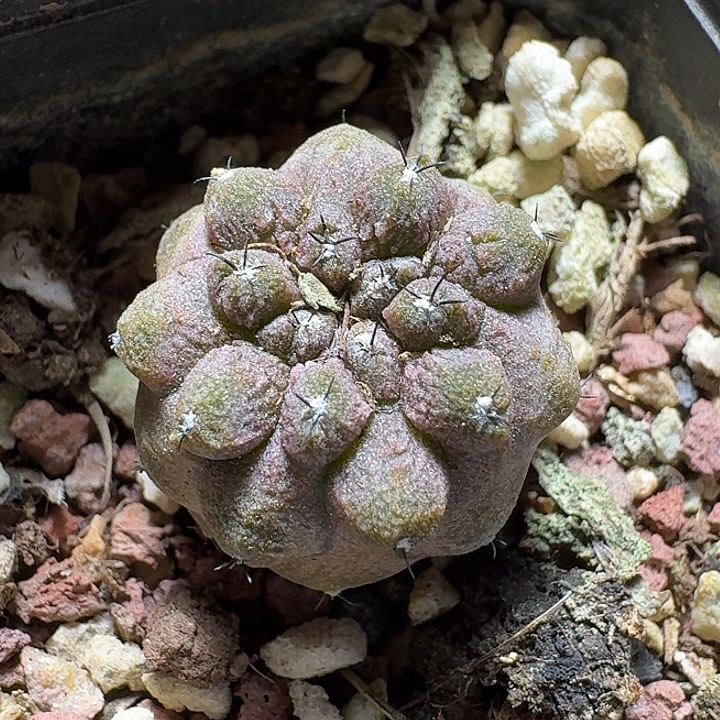 144蜥蜴皮脱土发货实生