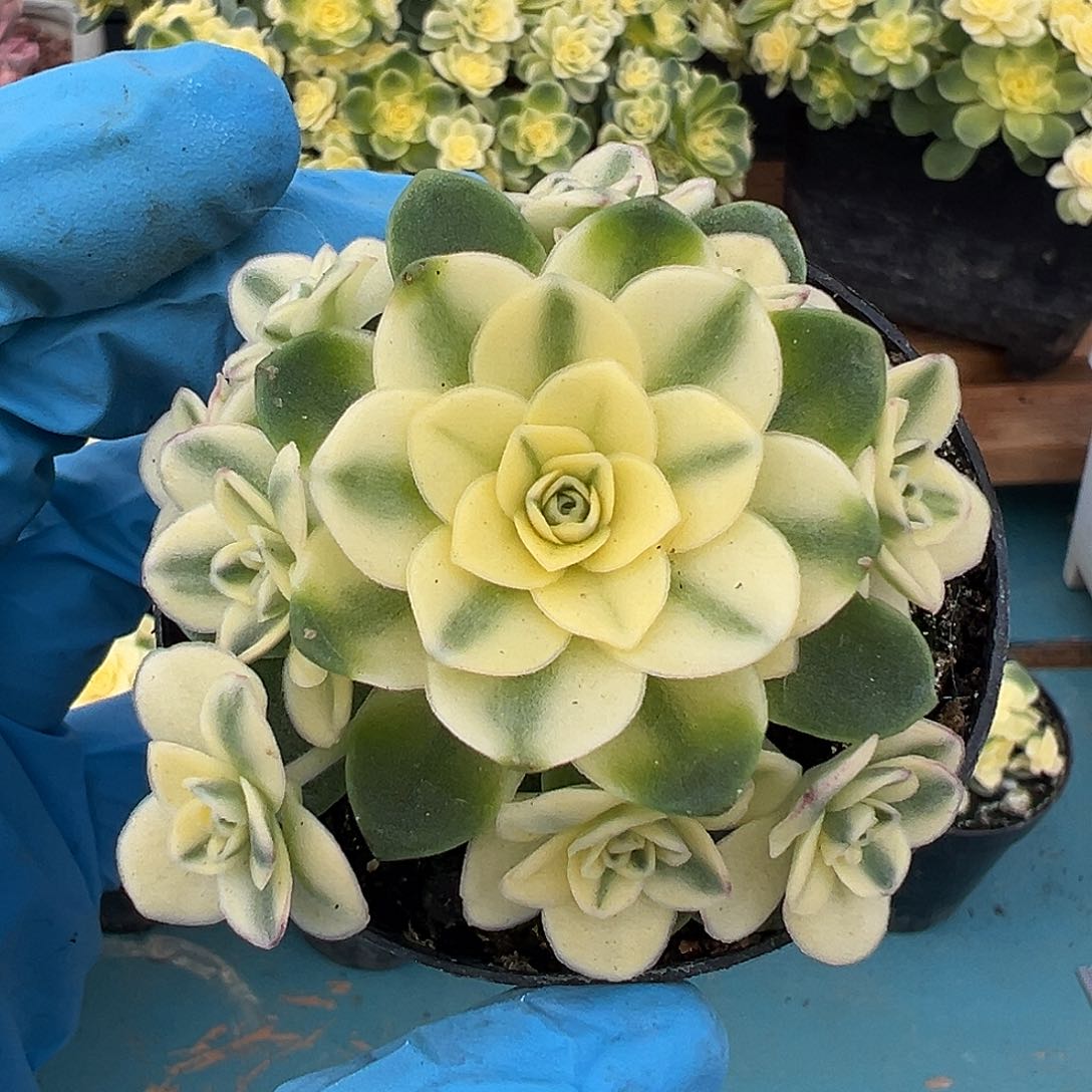 猫眼玫瑰锦，覆轮锦