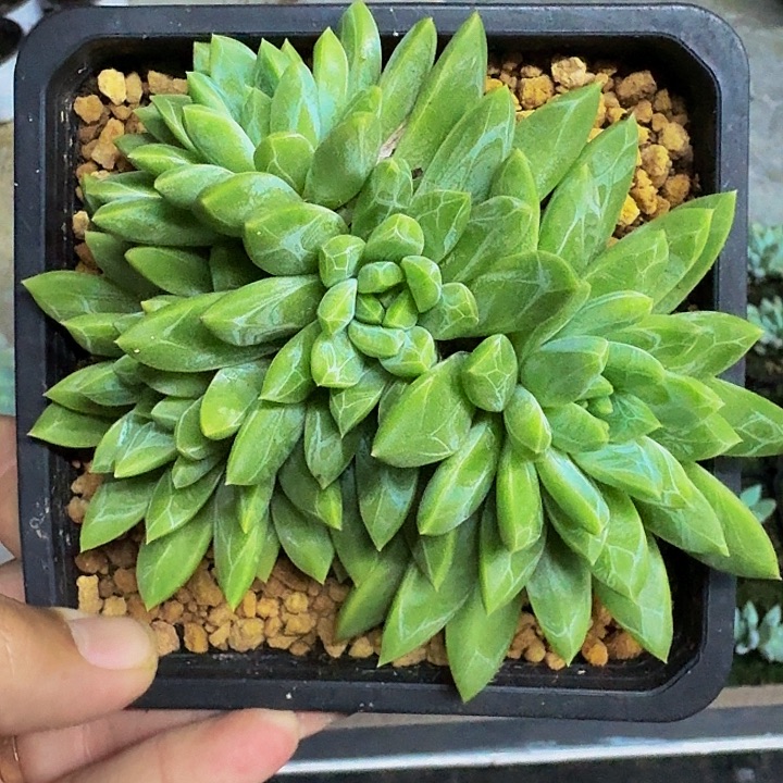 水晶萝莉 4头 一物一拍