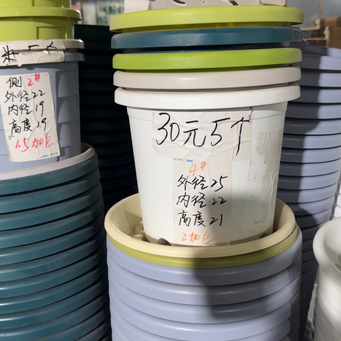 四季4#口径25无拖果绿8个