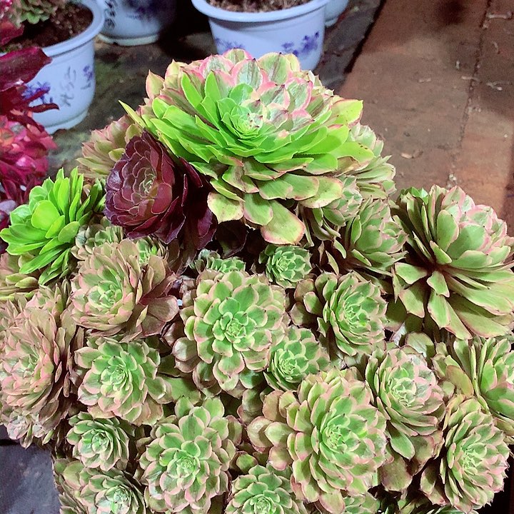 摘心粉黛，多肉植物