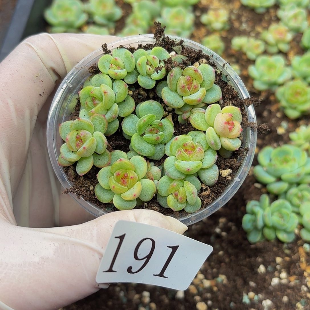 多肉植物多肉植物191