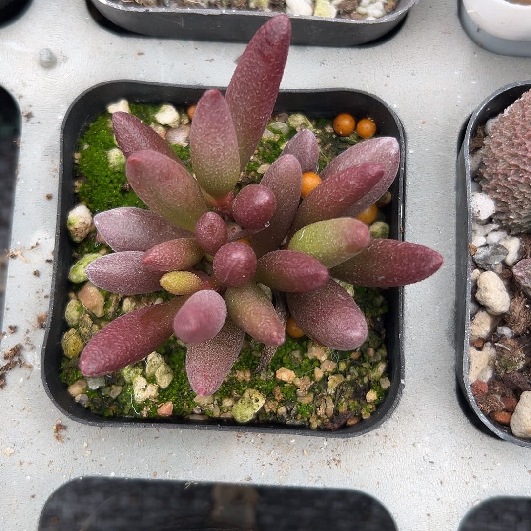 多肉植物玛丽安水泡