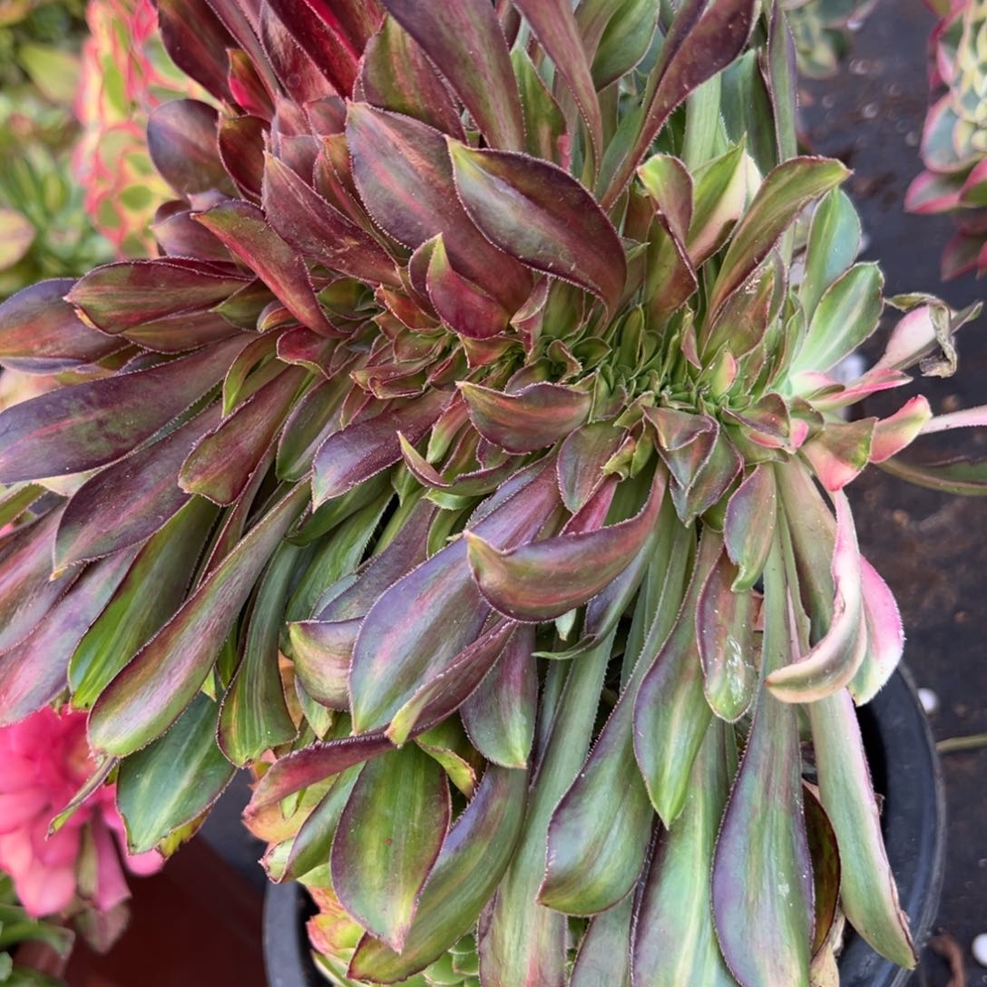 264花蝴蝶缀无根多肉系