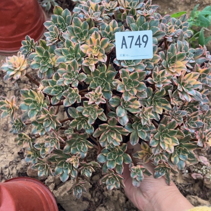 小微瑕甜茶多肉植物749.