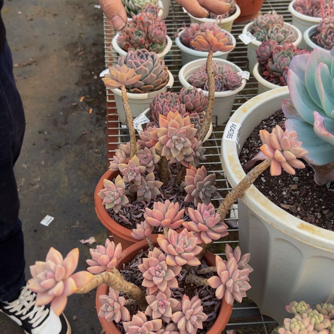 淡雪多肉植物一盆