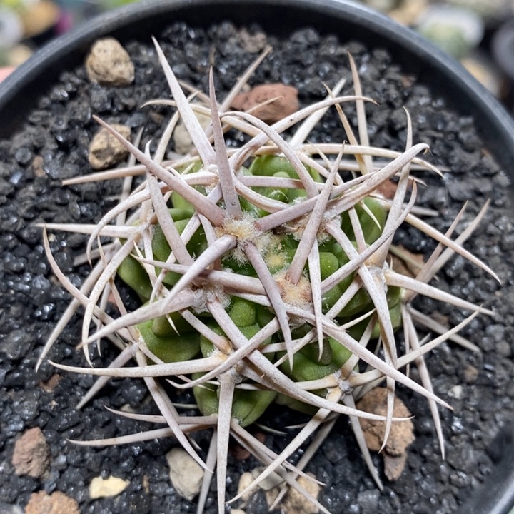 实生精控强刺碧岩玉1067号4cm