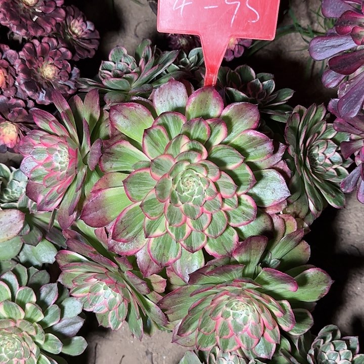 4-95莲花座多肉法师