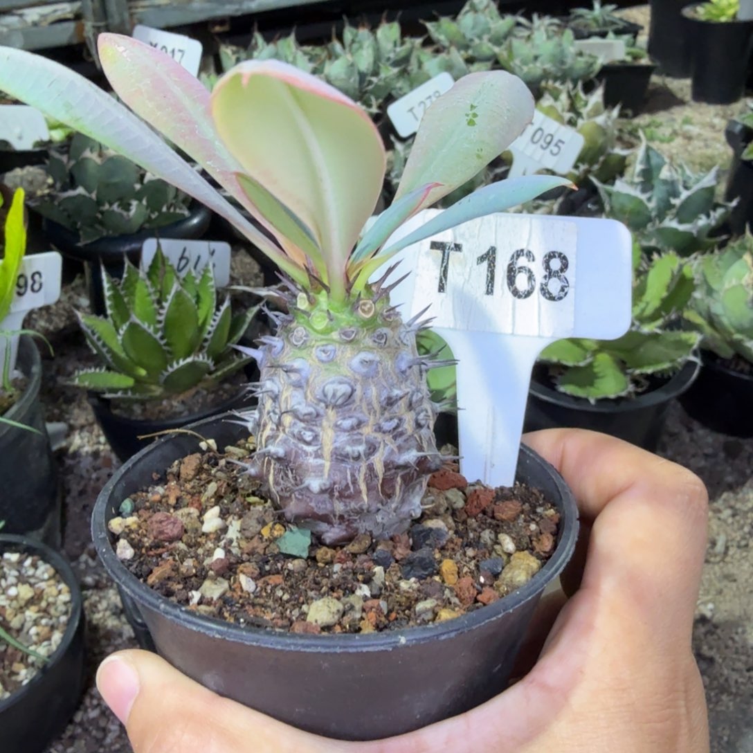 福利瓶干麒麟带盆发