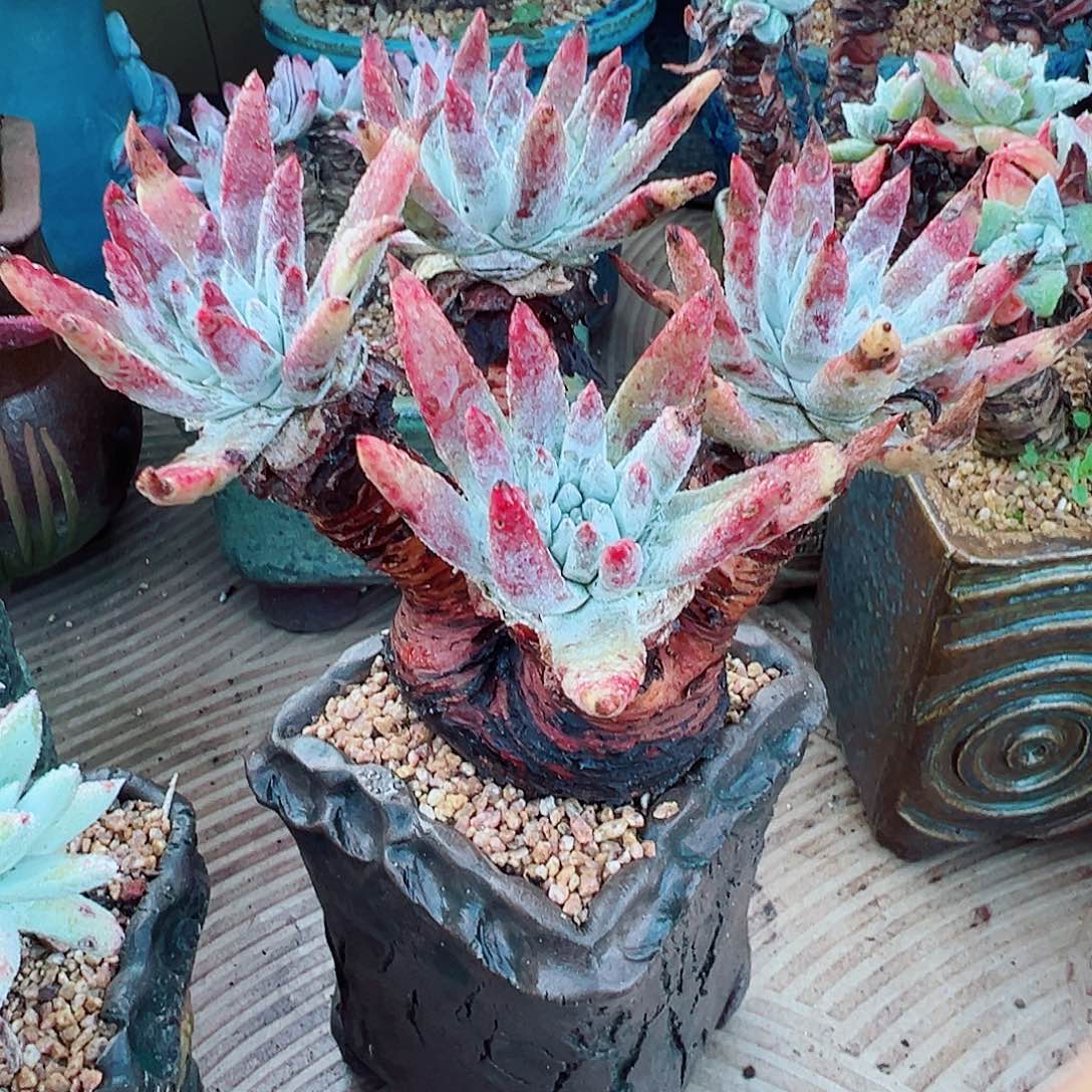 8849千寿姬仙女杯多肉