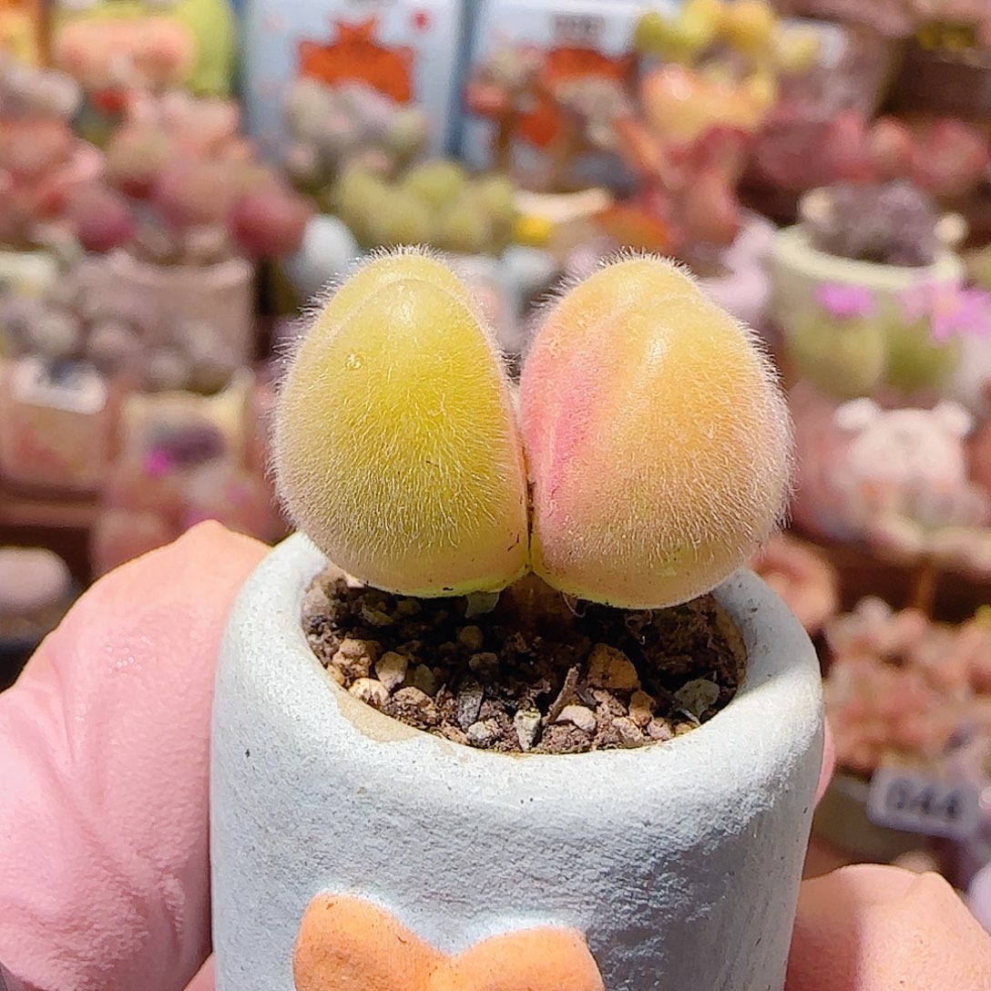 T可爱小毛翠盆口2cm