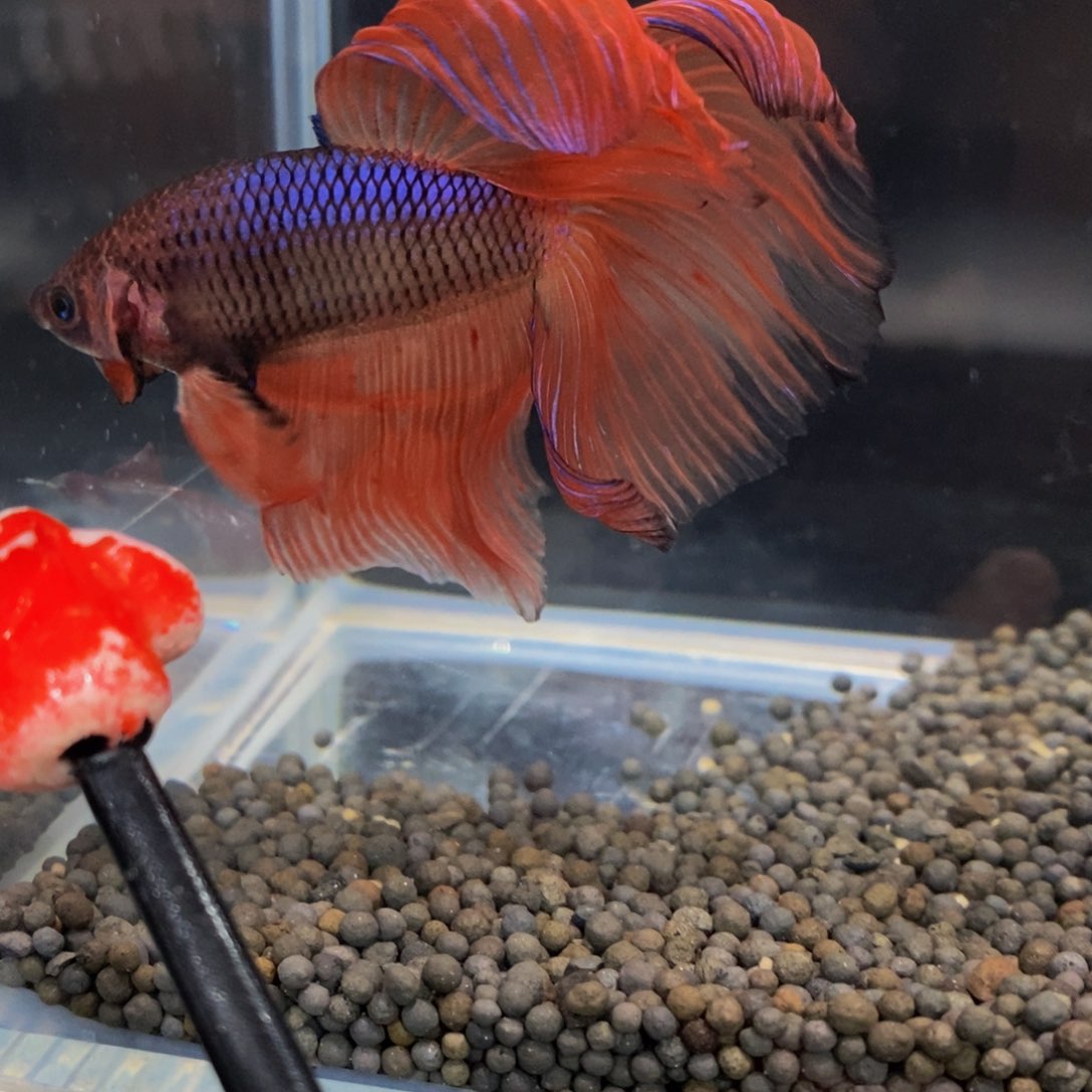 热带鱼公425巨斗