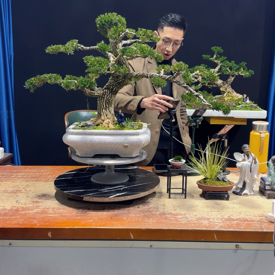 黄杨室内室外盆景艺术