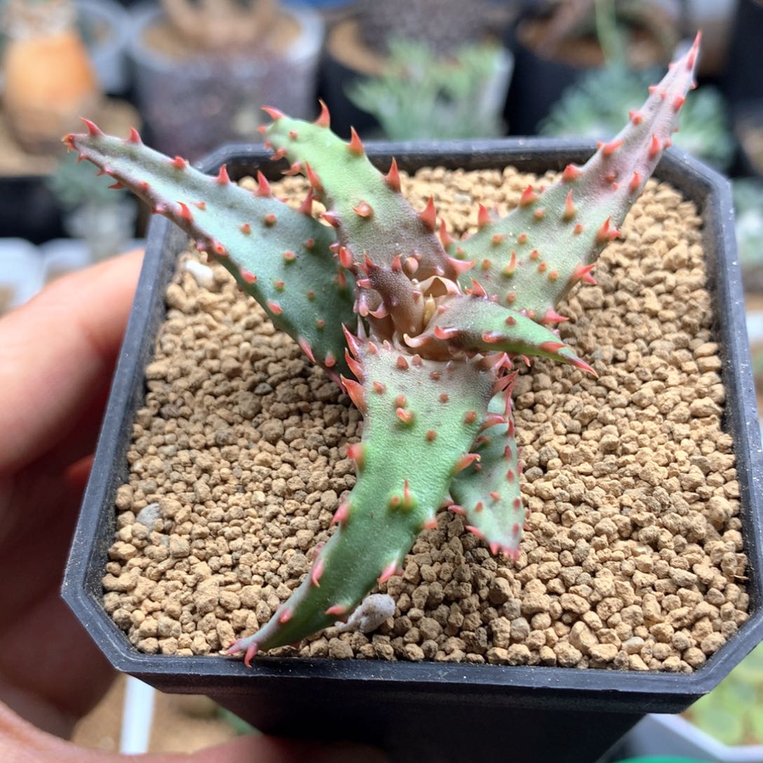 强刺卡萨帝芦荟脱土