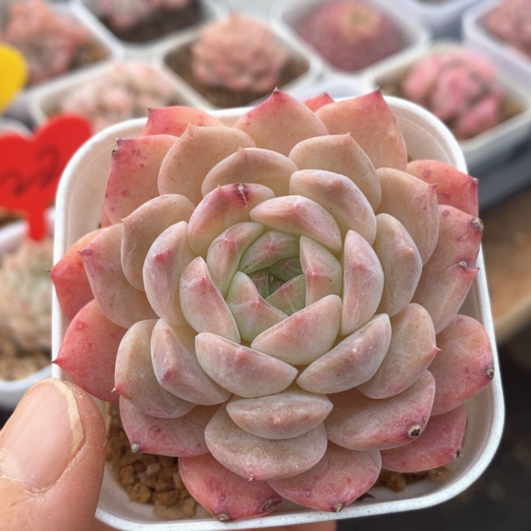 精品多肉一物一拍不包整2