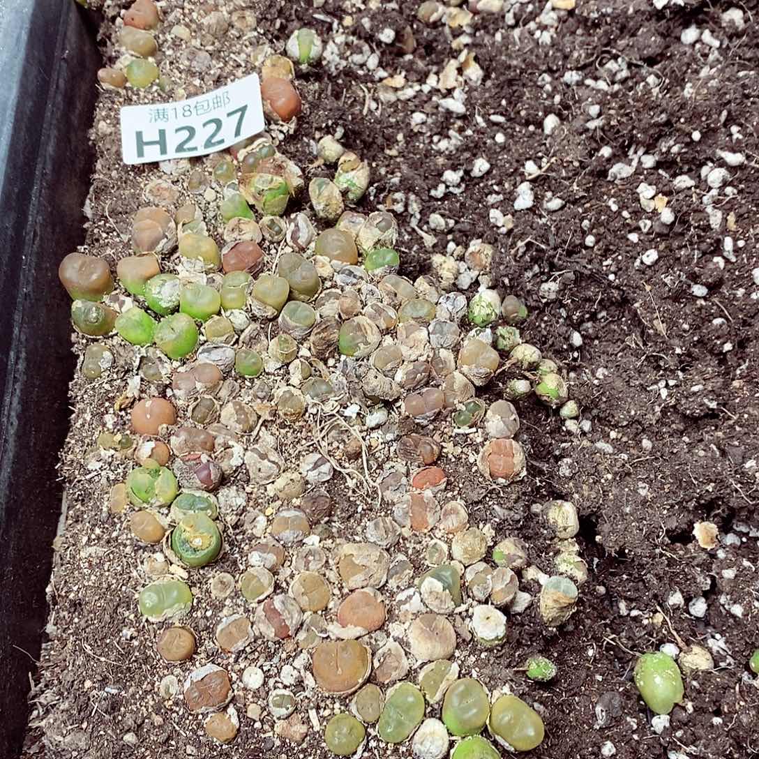 227呃呃呃呃呃呃呃呃呃呃呃呃呃