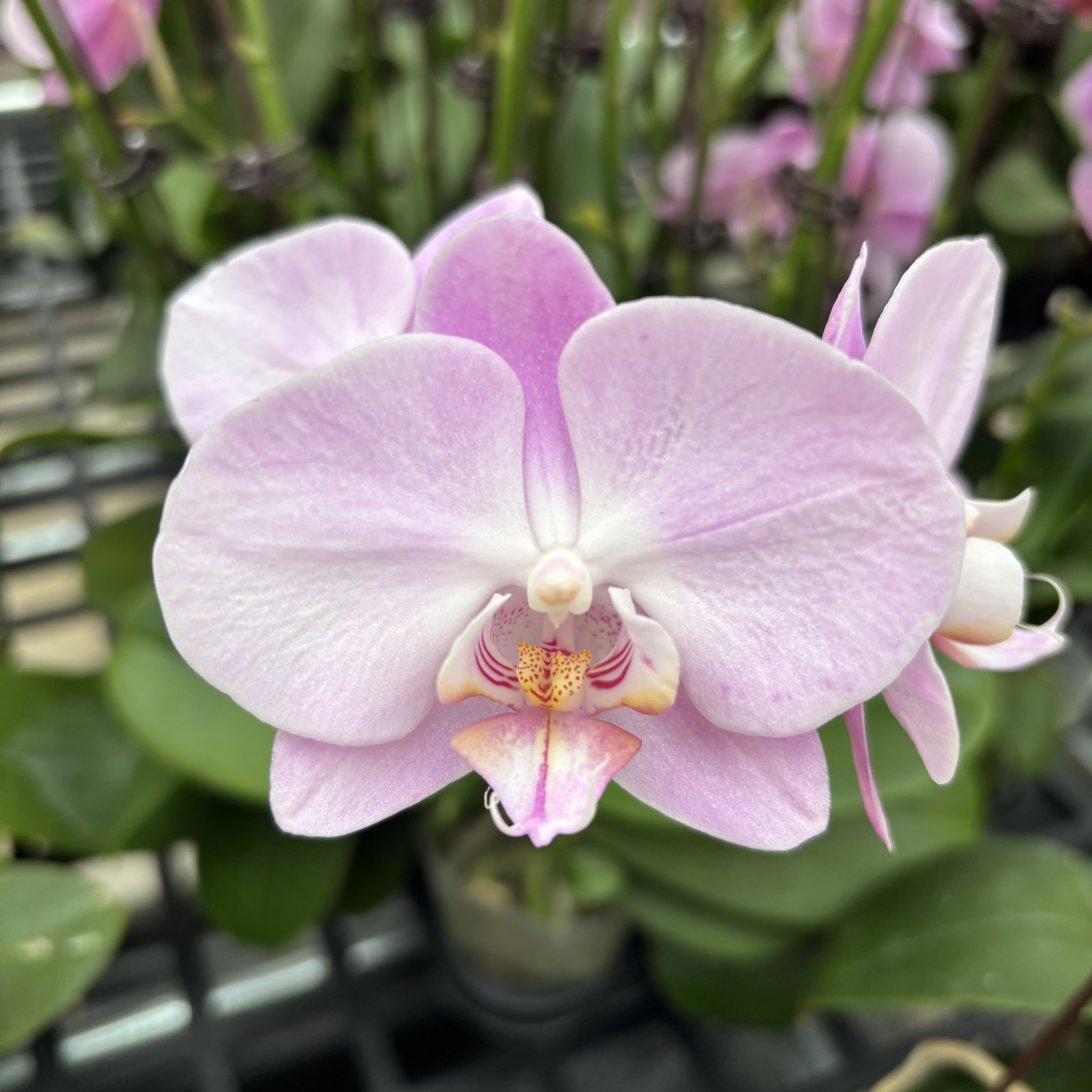 蝴蝶兰【奶油】带花，带花剑，四季开花室内好养鲜花