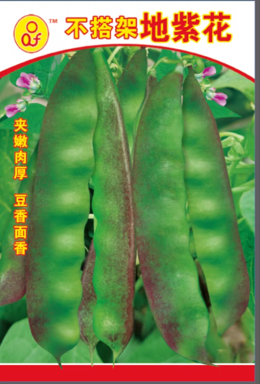 地紫花不打架豆角种子