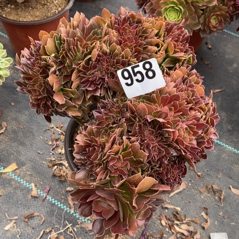 玫瑰缀多肉植物法师不包损