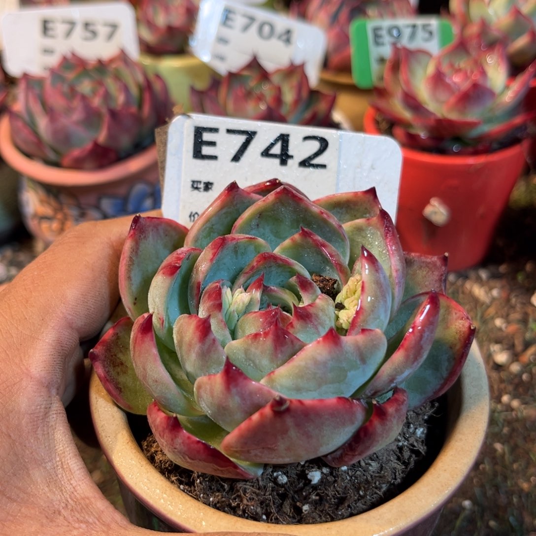 惊鸿一瞥742号多肉