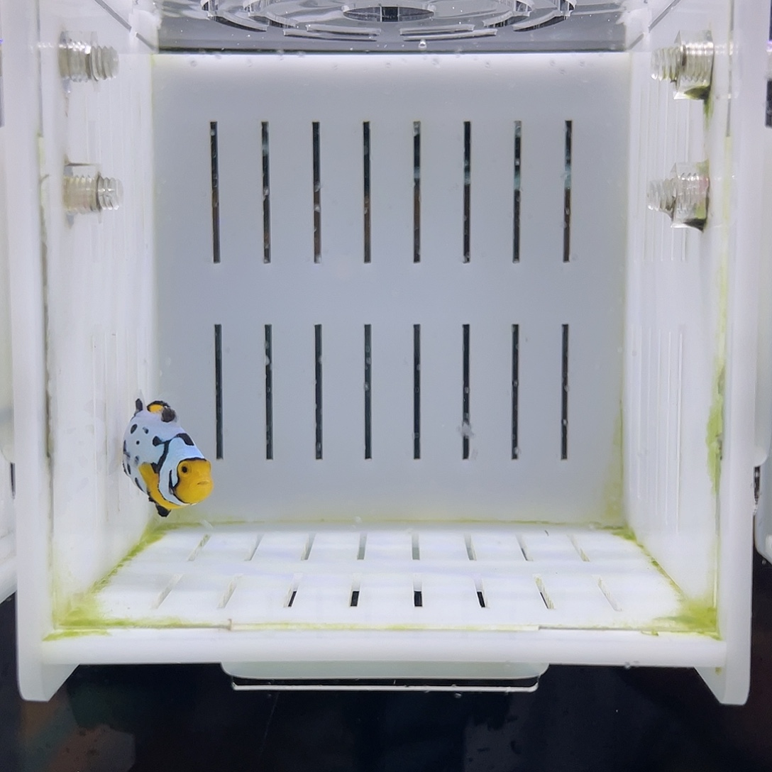 海水鱼满天星一条