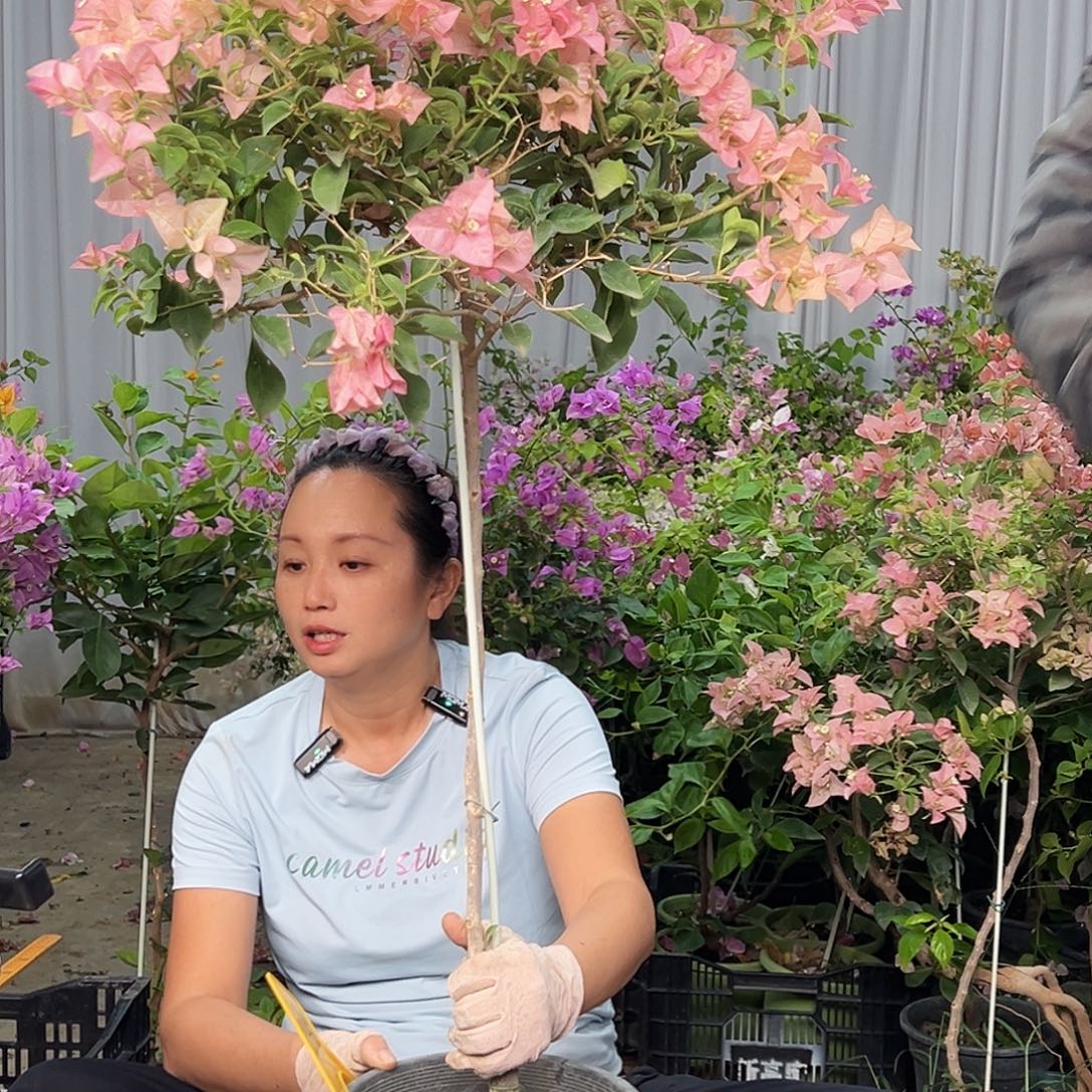 御***》大部分花苞少量开放J80卡亚塔