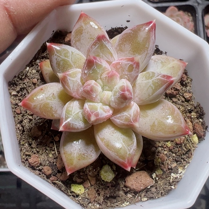 幻影美人精品多肉植物