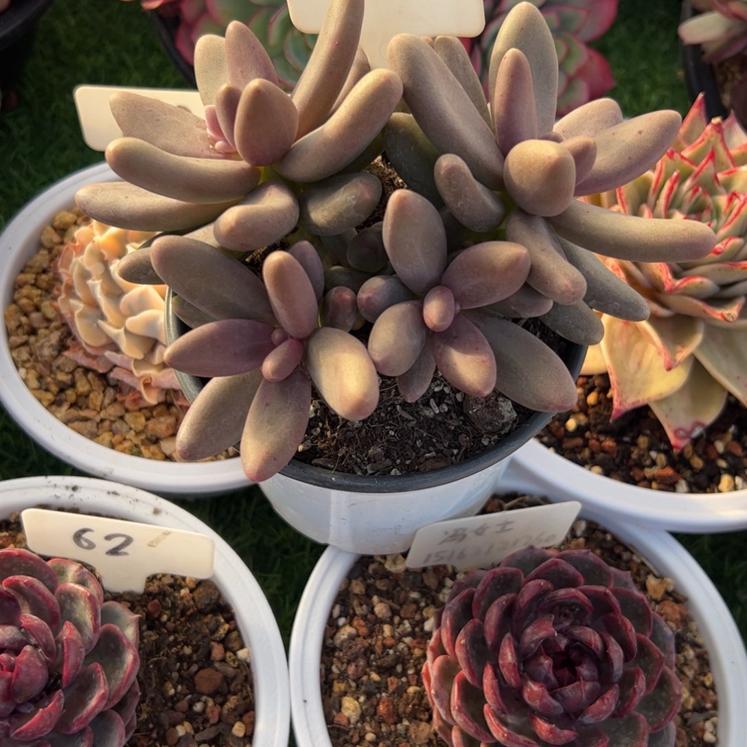 糖果美人多肉植物保护