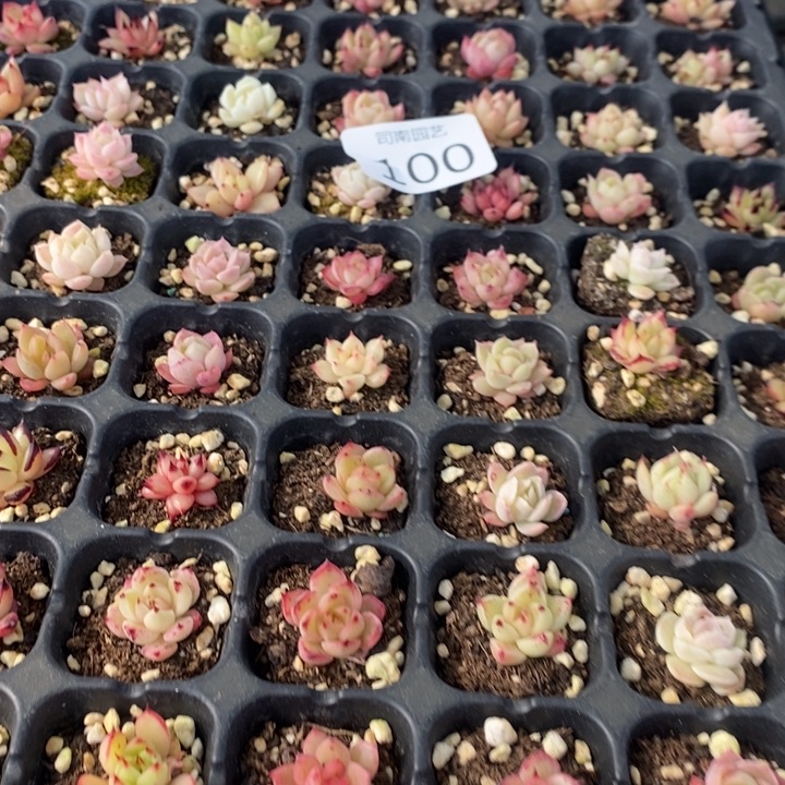 100 多肉植物盆栽花卉