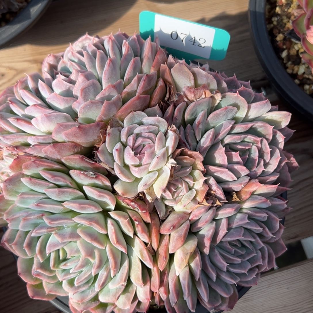 用****70742多肉多多多多多