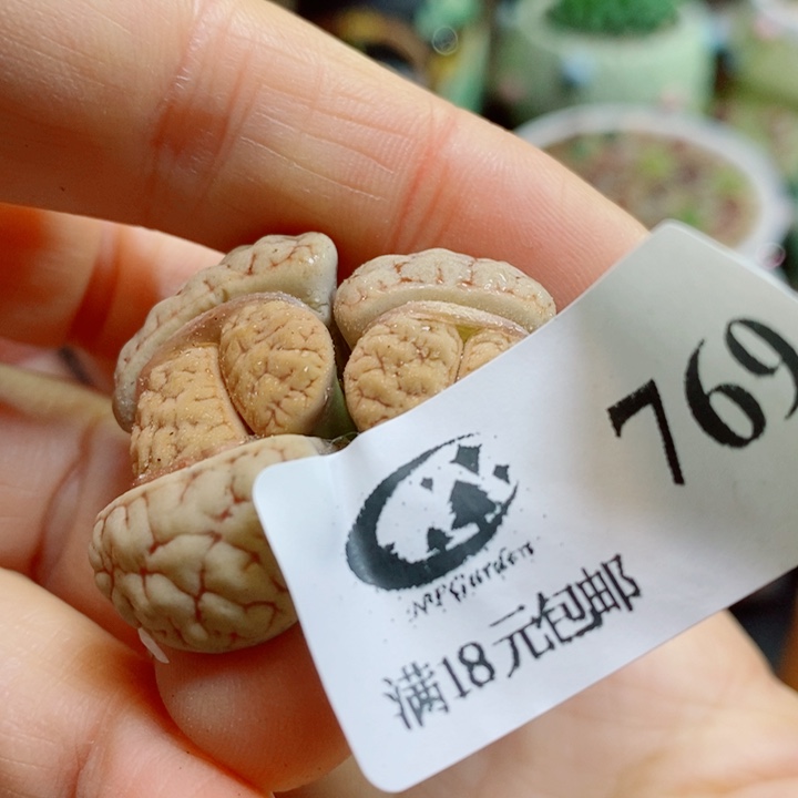 怼***了生石花花花花花花769