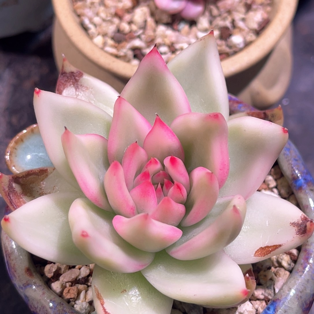 I多肉特价安东蒙蒂锦头盖