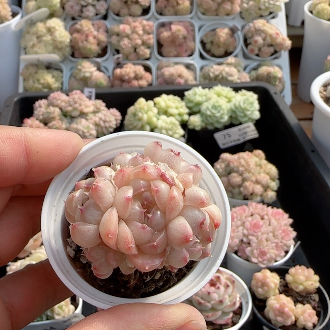 【闪购商品】0213-88