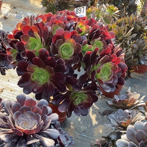 满28包邮，不带盆不带土，不包损