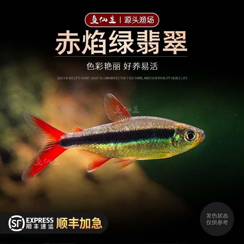 赤焰绿翡翠活体观赏鱼热带鱼南美进口炽焰小型灯鱼稀有品种红尾