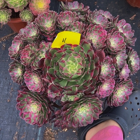 11寂月多肉植物多肉