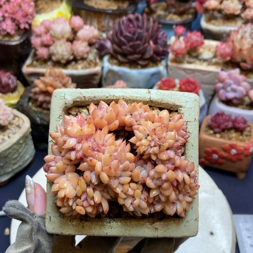 【闪购商品】霜花缀带盆