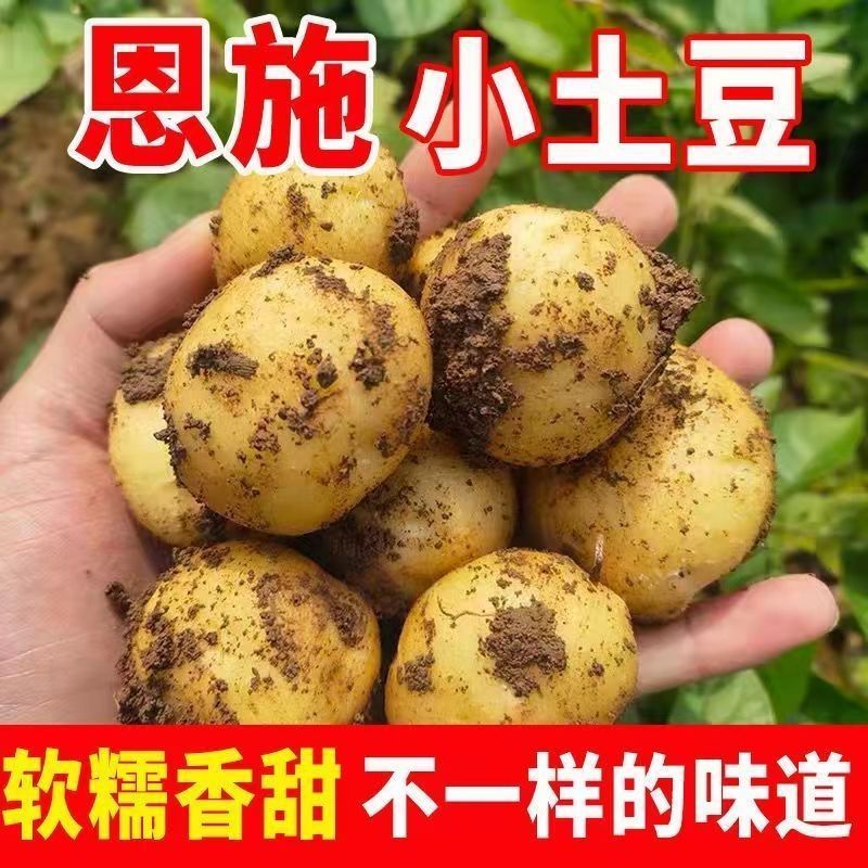 湖北恩施小土豆新鲜现挖高山洋芋正宗蔬菜整箱迷你黄心土豆