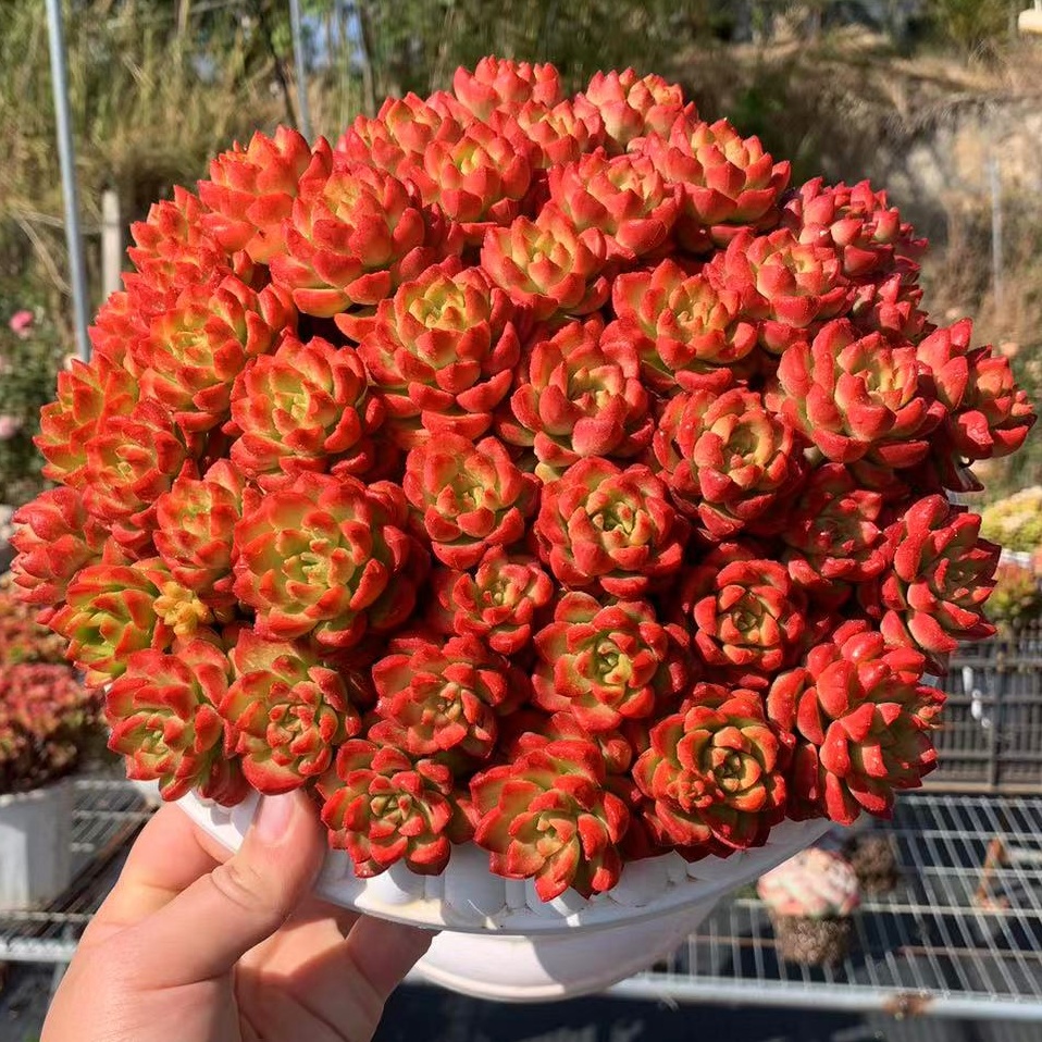 M爱马仕玫瑰+罗马盆多肉新手室内室外好养好活耐旱云南基地发货