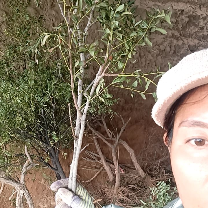 一***风完全开放12345678