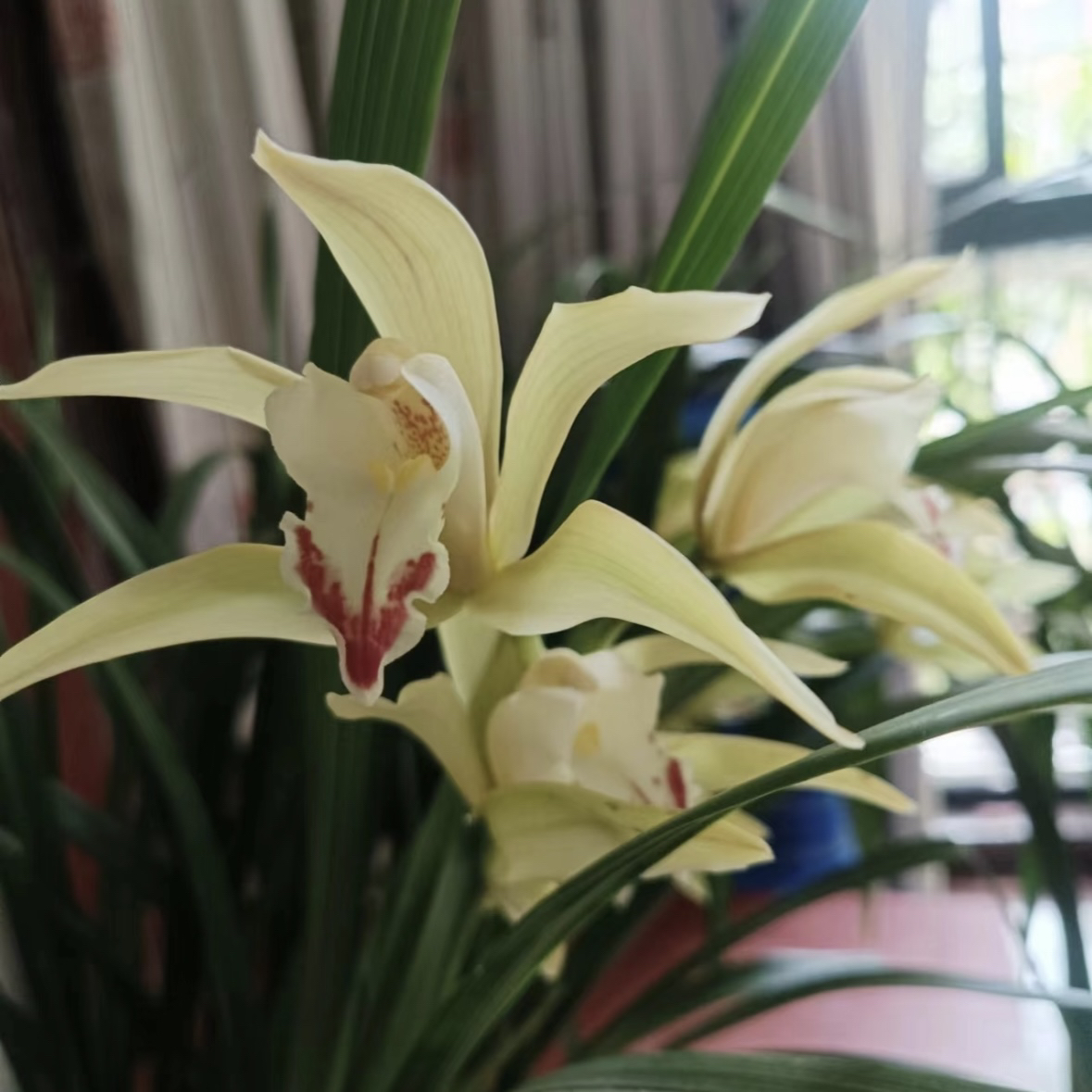 虎头兰白天鹅（象牙白）兰花