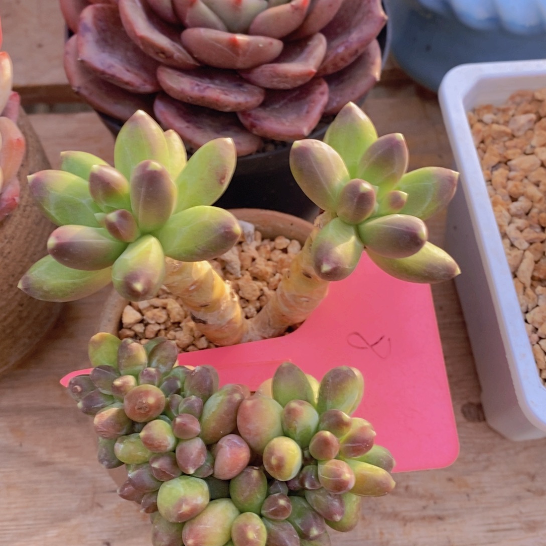 精品多肉，一物一拍，看准下单