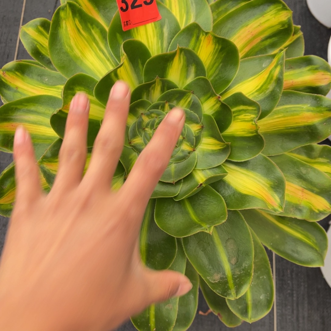 329多肉法师暴君