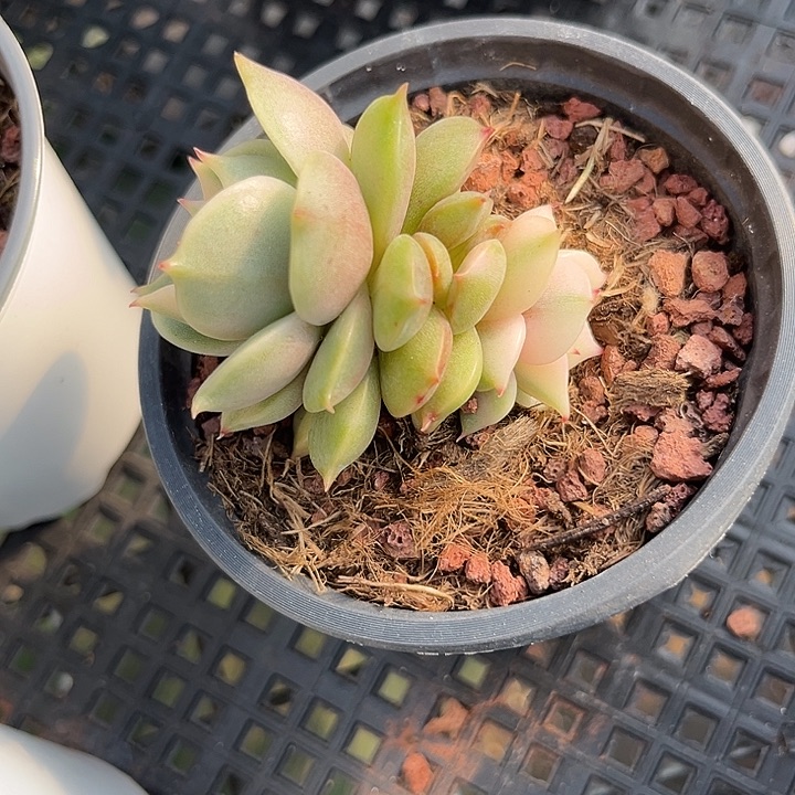 s***y贝加尔湖锦多肉植物