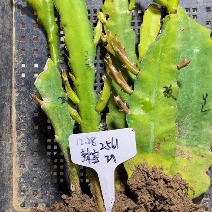 当前无花栽培后可以开花辣*5色