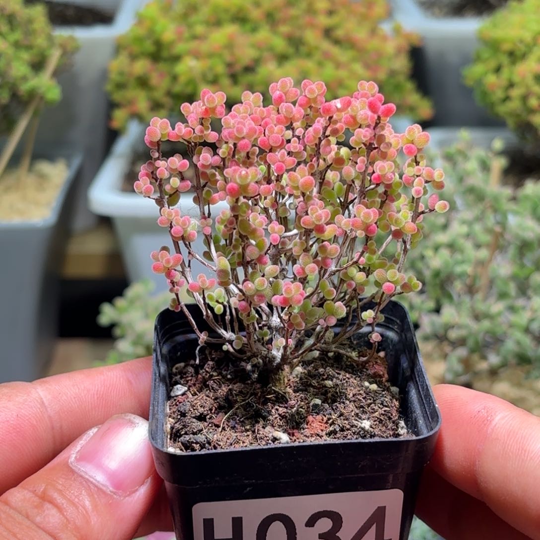 枝干番杏蜜橘糖球H034