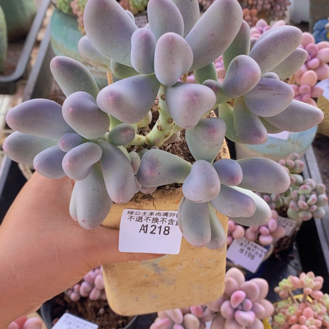 米可奶13cm218多肉植物