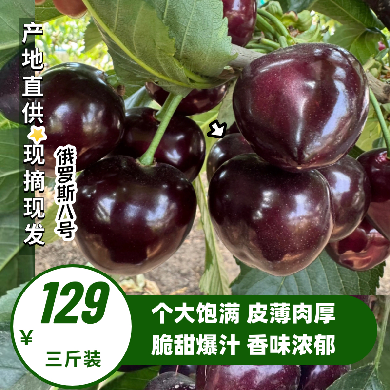 【俄罗斯八号】大连陆地樱桃现摘现发顺丰包邮3斤/五斤J2J3J5J6J新鲜水果俄罗斯8号樱桃