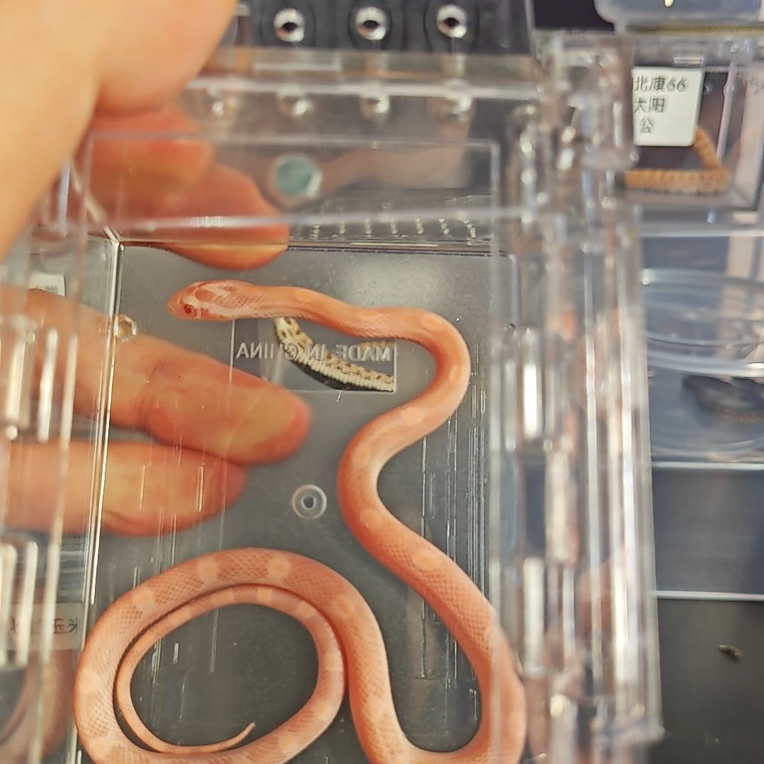 豹纹守宫三文鱼玉米